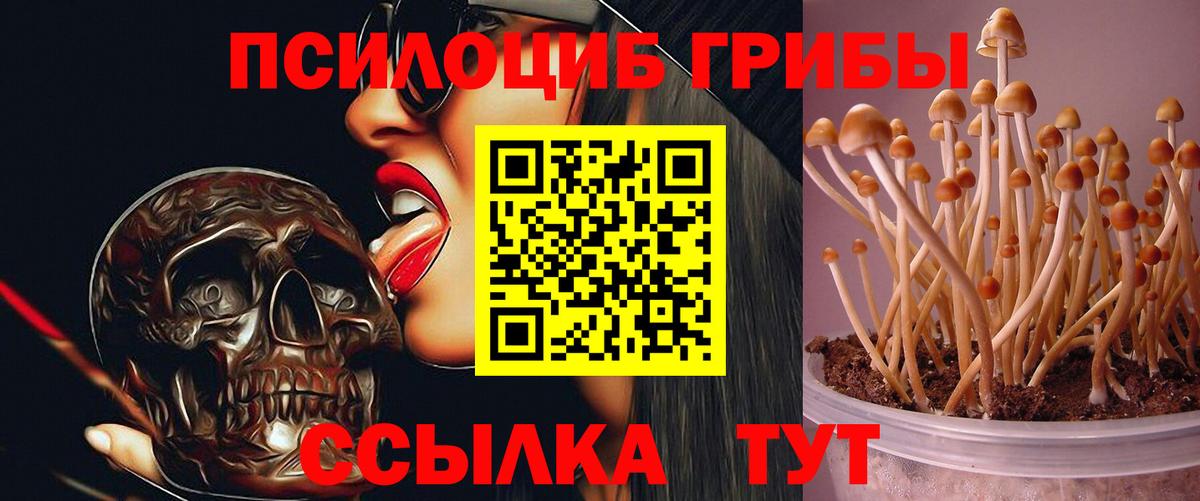 Псилоцибиновые грибы GOLDEN TEACHER Касимов